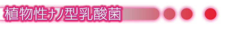 植物性ナノ型乳酸菌見出し